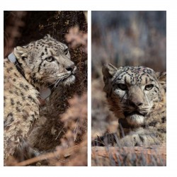 The story of Zeborong and Samling, the satellite-collared snow leopards of Shey-Phoksundo National Park